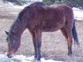 bay in his winter coat.jpg